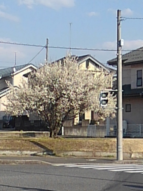 空き地の梅の木（3月22日）