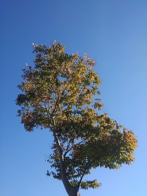 街路樹（10月13日）
