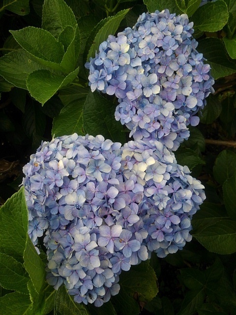 長峰公園の水色アジサイ（6月30日）