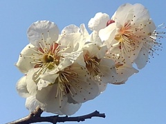 綺麗な梅（3月22日）