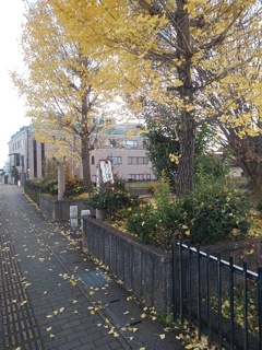 イチョウの街路樹（11月30日）