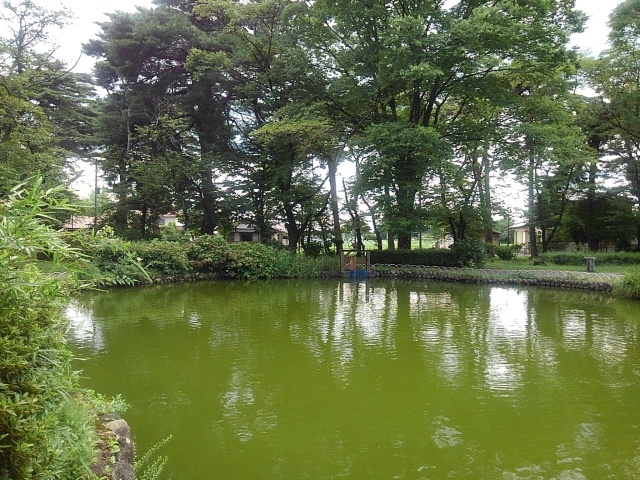 緑の多い池（8月10日）