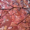 川崎城跡の赤いモミジの天井（11月8日）