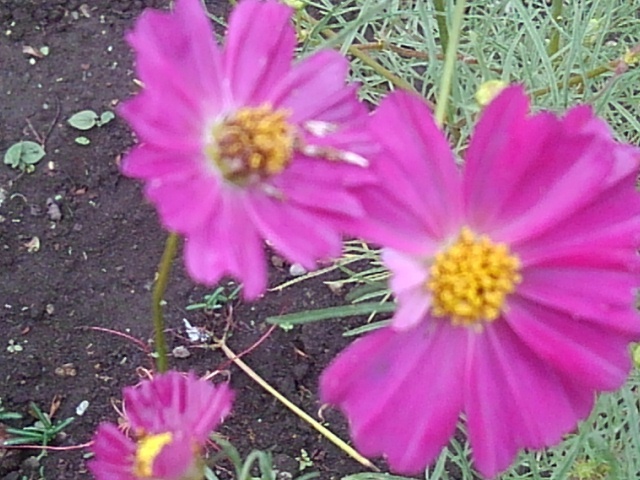 道沿いの赤紫コスモス（10月5日）