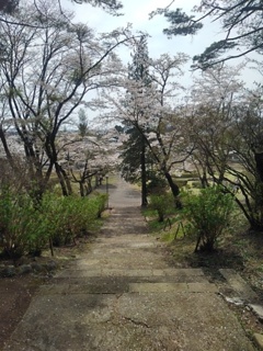 烏ヶ森公園の丘の下り階段（4月13日）