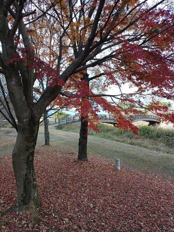 隙間から橋が見えるモミジの木（11月21日）