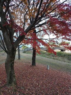 隙間から橋が見えるモミジの木（11月21日）