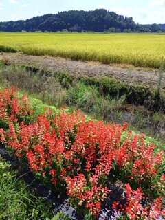 田園サルビア（8月28日）
