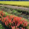 田園サルビア（8月28日）