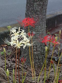 紅白ヒガンバナ（9月25日）