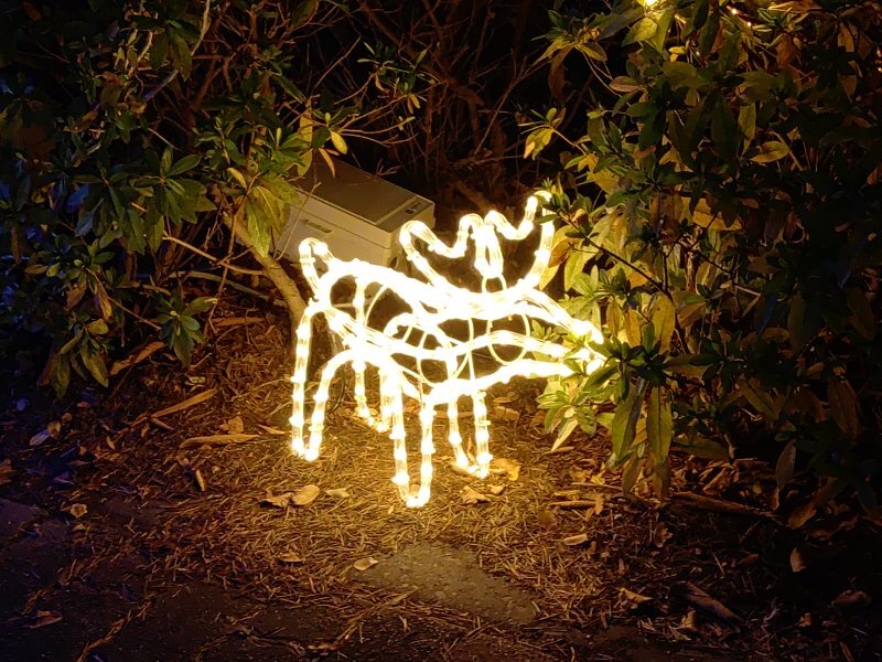 トナカイイルミ（12月5日）