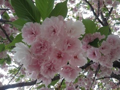 氏家駅の八重桜の花（4月26日）