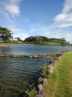 池と繋がる小川（8月11日）