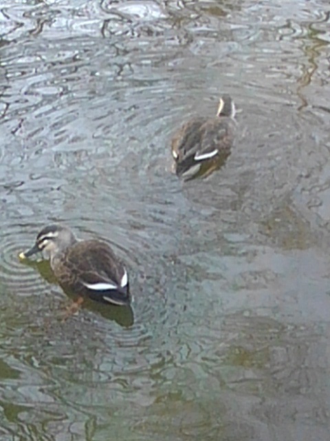 2羽のカモ（12月9日）