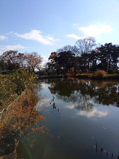 晴れた空が映る池（11月20日）