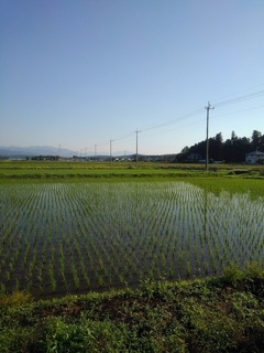 水田と道路（6月5日）