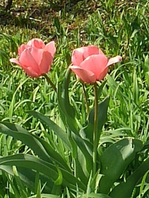 長峰公園の丘の赤チューリップ（4月12日）