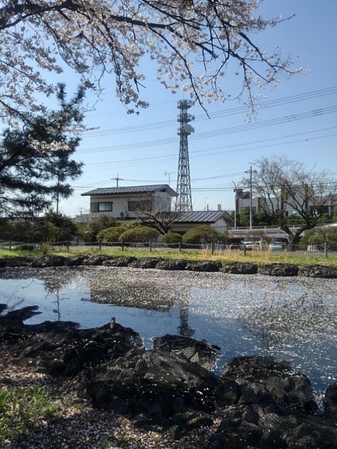 桜と鉄塔と青い池（4月13日）