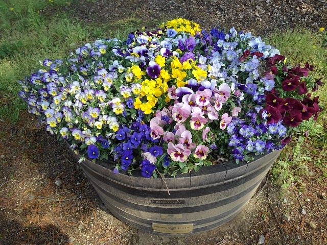 樽を再利用した鉢植え（4月26日）