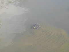 長峰公園の池の亀（7月26日）
