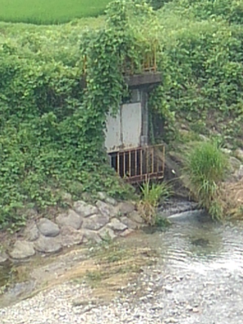 土手と川（6月28日）