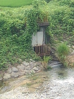 土手と川（6月28日）
