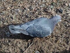 土手を歩く鳩（1月23日）