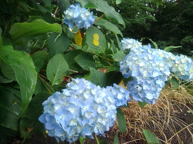 長峰公園の丘の水色のアジサイの群れ（6月14日）