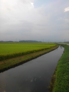 大きな用水路（8月14日）