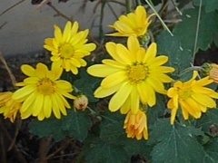 黄色い小菊（11月7日）