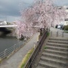 階段の上の枝垂桜（4月11日）