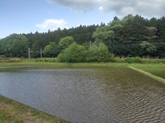 歩道から見えた水田（5月7日）
