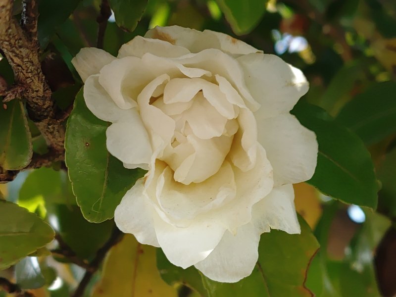 街路樹の白いサザンカ（1月17日）