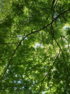 那須野が原公園の池近くのモミジの葉（4月30日）