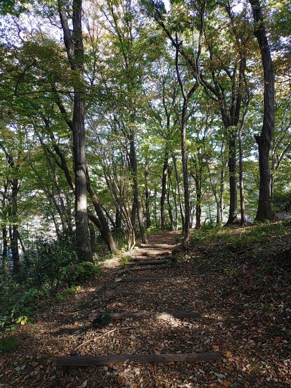 長峰公園の丘の雑木林（11月15日）