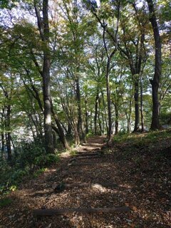 長峰公園の丘の雑木林（11月15日）