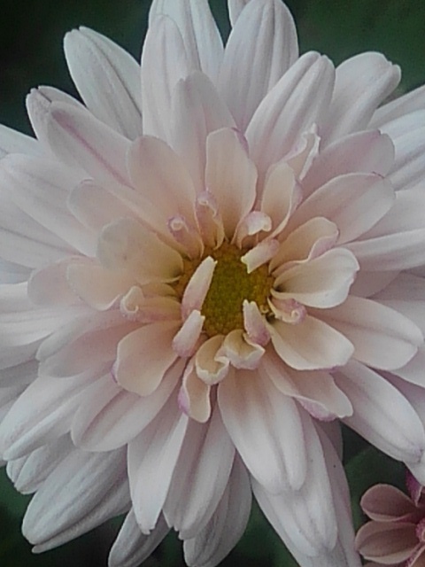形が綺麗な花（11月4日）