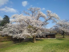 満開の桜と芝生（4月12日）