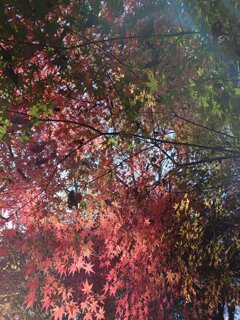 川崎城跡公園の丘のモミジ天井（11月21日）