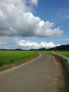 水田沿いの道路（8月7日）