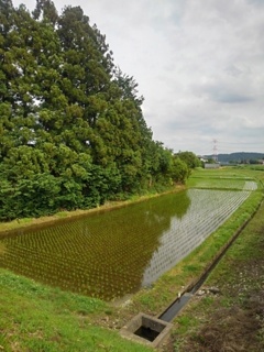 水田と用水路（5月26日）