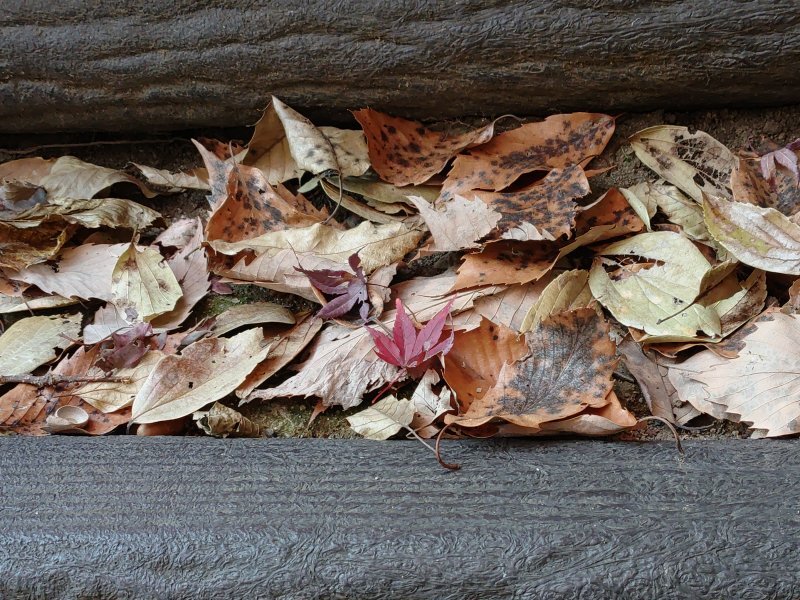川崎城跡公園の丘の階段の落ち葉（11月21日）
