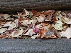 川崎城跡公園の丘の階段の落ち葉（11月21日）