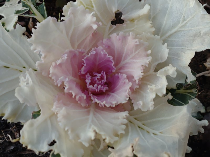 休憩所の鉢植えの白いハボタン（1月30日）