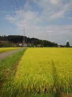 初秋の水田（9月5日）