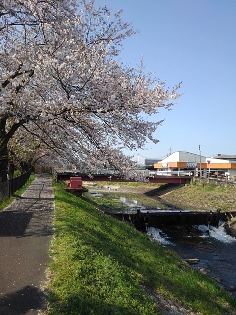 桜のトンネルと橋と堰（4月14日）