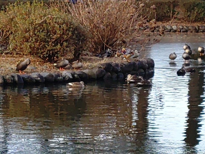 カモの島（1月30日）