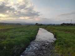 橋の上からの川（5月28日）