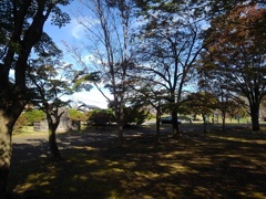 長峰公園のモミジ広場（11月9日）
