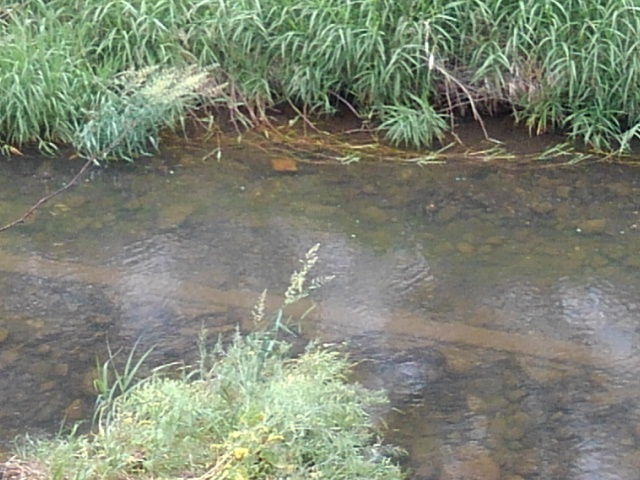 澄んだ水の川（5月30日）